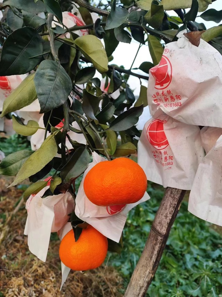 明日见柑橘果实实拍